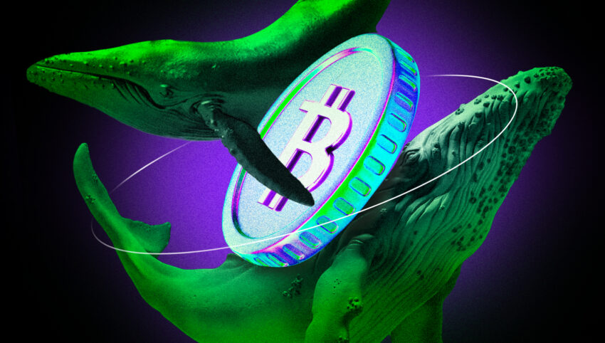 Bitcoin-hvaler HODLer, da nye signaler tyder på at bull-cyklussen ikke er ovre